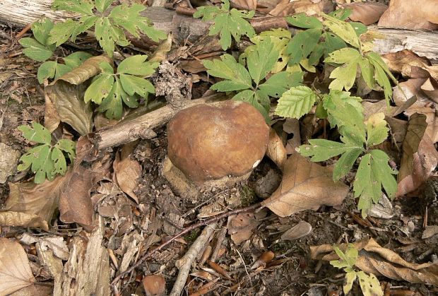 hríb dubový Boletus reticulatus Schaeff.