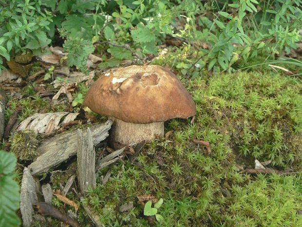 hríb dubový Boletus reticulatus Schaeff.