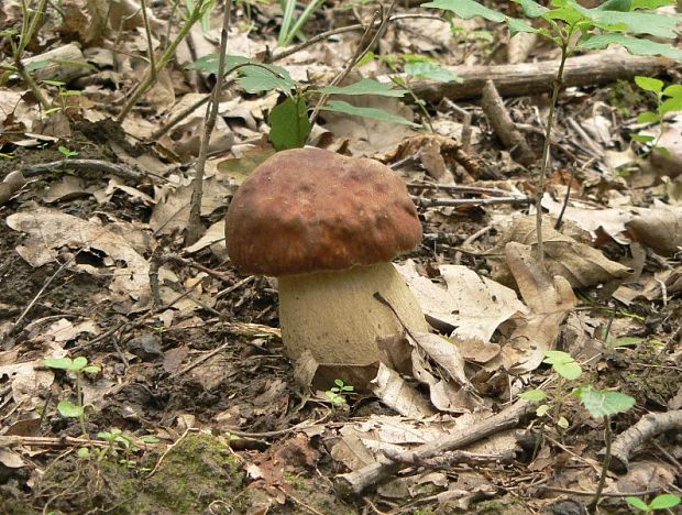 hríb dubový Boletus reticulatus Schaeff.