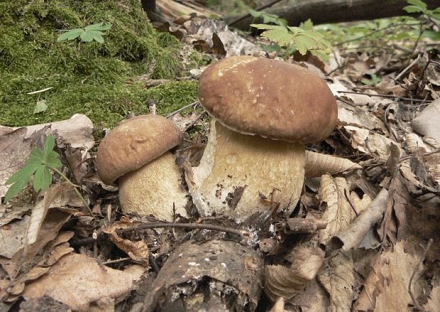 hríb dubový Boletus reticulatus Schaeff.