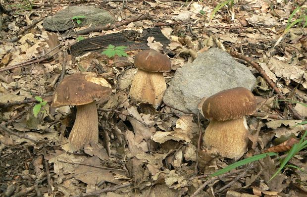 hríb dubový Boletus reticulatus Schaeff.