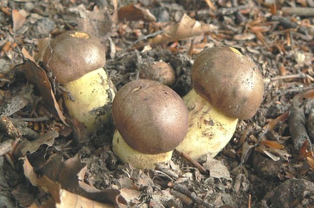 hríb príveskatý Butyriboletus appendiculatus (Schaeff. ex Fr.) Secr.