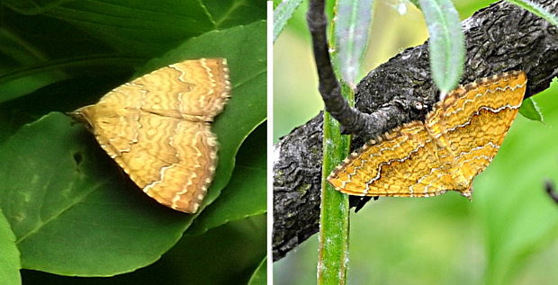 piadivka žihľavová  Camptogramma bilineata