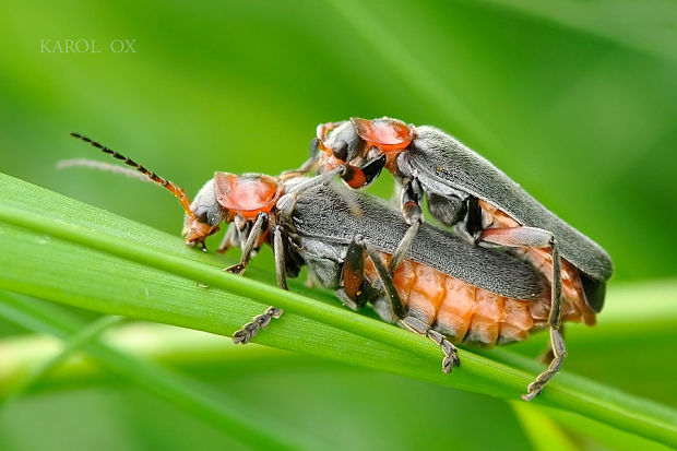 snehuľčík obyčajný Cantharis rustica