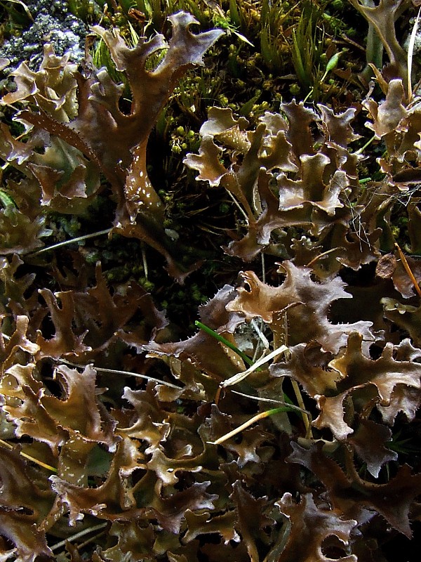 pľuzgierka islandská Cetraria islandica subsp. islandica (L.) Ach.