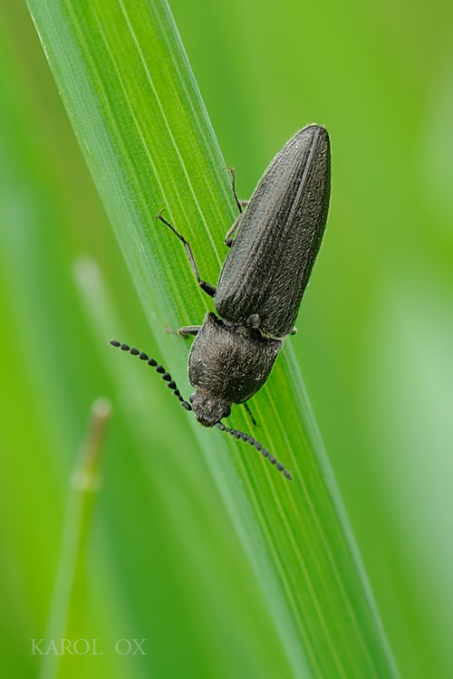 kováčik Cidnopus pilosus