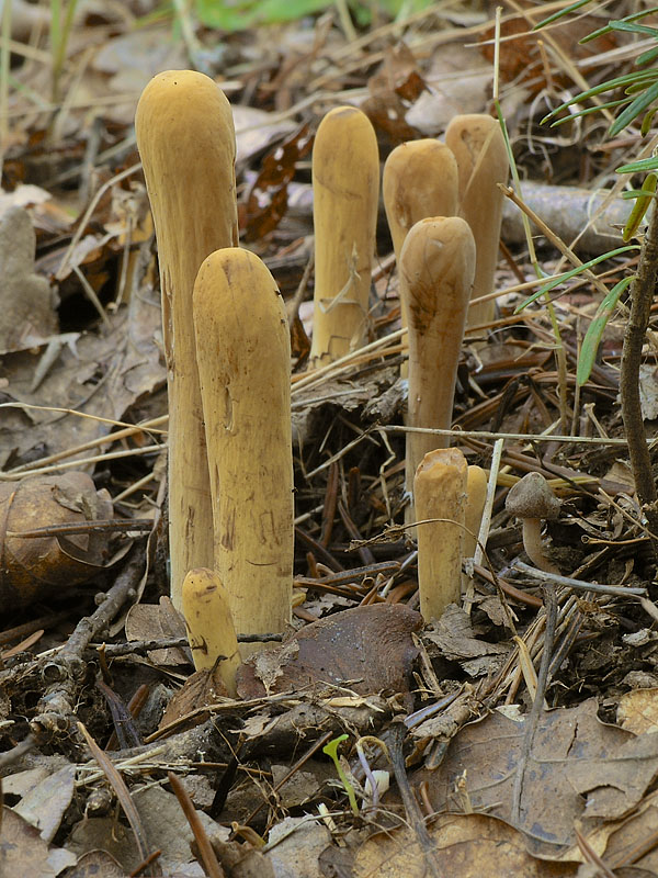 kyjak obrovský Clavariadelphus pistillaris (Fr.) Donk