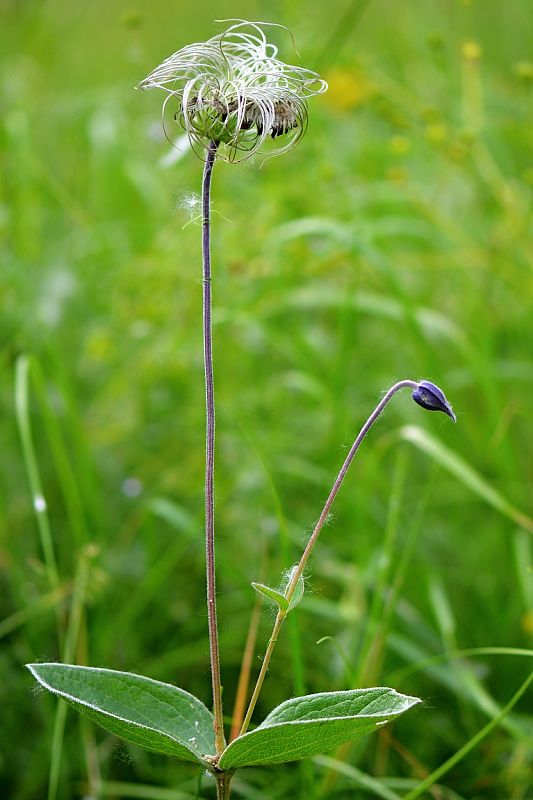 plamienok celistvolistý Clematis integrifolia L.