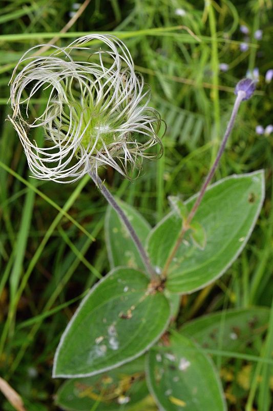 plamienok celistvolistý Clematis integrifolia L.