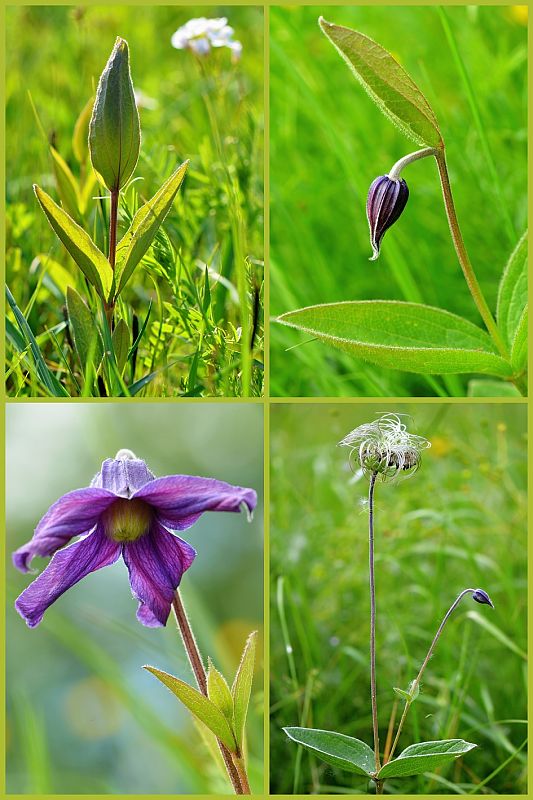 plamienok celistvolistý Clematis integrifolia L.