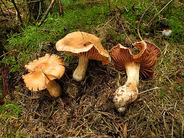 pavučinovec Cortinarius sp.