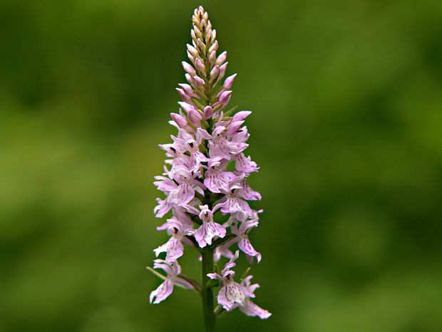 vstavačovec fuchsov pravý Dactylorhiza fuchsii subsp. fuchsii (Druce) Soó