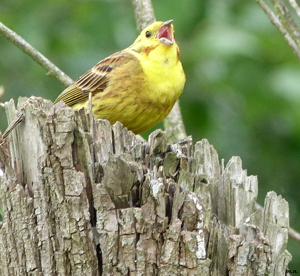 strnádka žltá  Emberiza citrinella