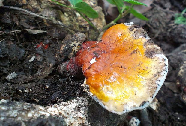 lesklokôrovka obyčajná Ganoderma lucidum (Curtis) P. Karst.