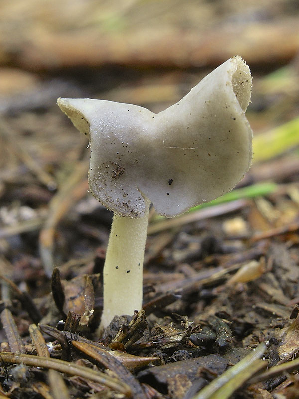 chriapač Helvella ephippium Lév.