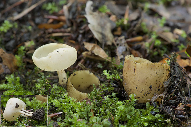 chriapač Helvella sp.