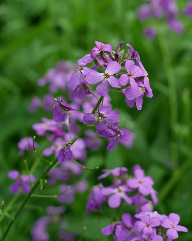 večernica srstnatá Hesperis pycnotricha Borbás et Degen