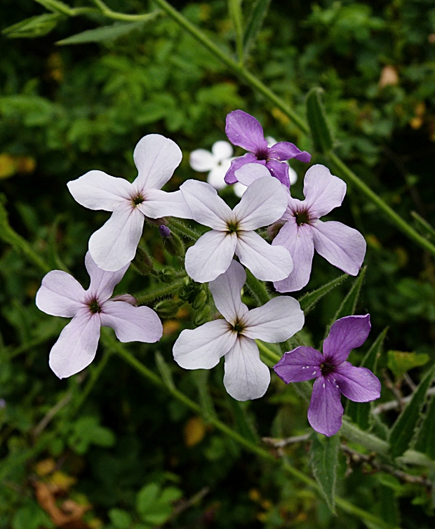 večernica srstnatá Hesperis pycnotricha Borbás et Degen