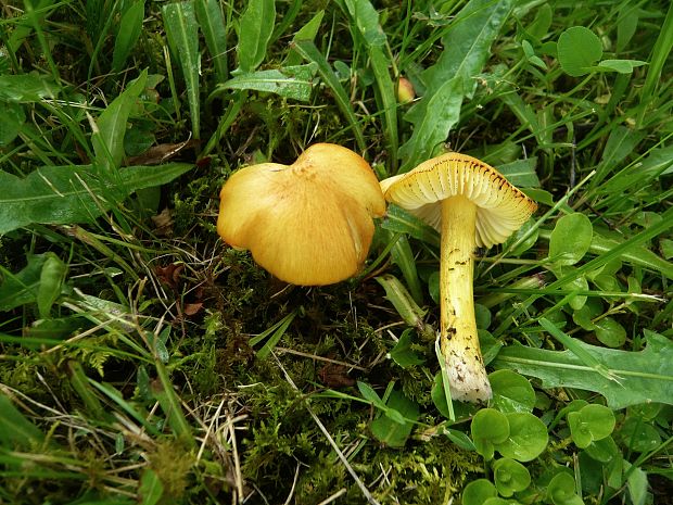 lúčnica hrotitá Hygrocybe acutoconica (Clem.) Singer