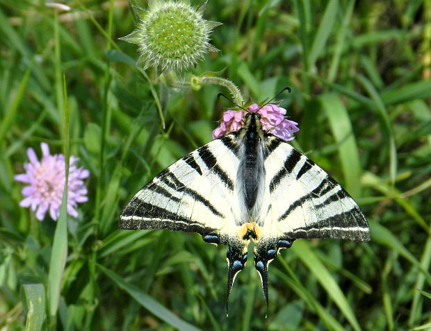 vidlochvost ovocný Iphiclides podalirius