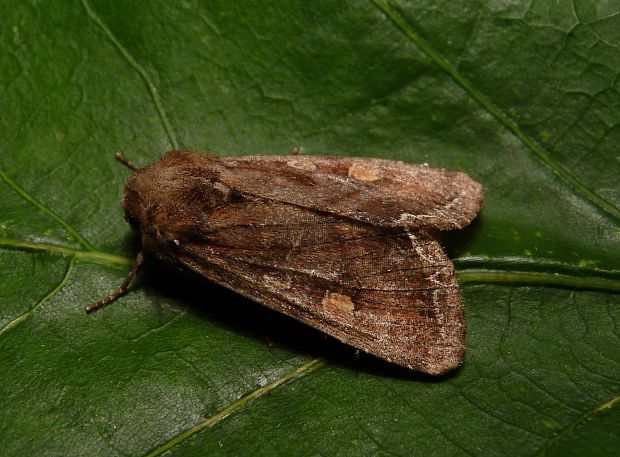 mora kelová  Lacanobia oleracea