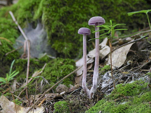 lakovka ametystová Laccaria amethystina (Huds.) Cooke