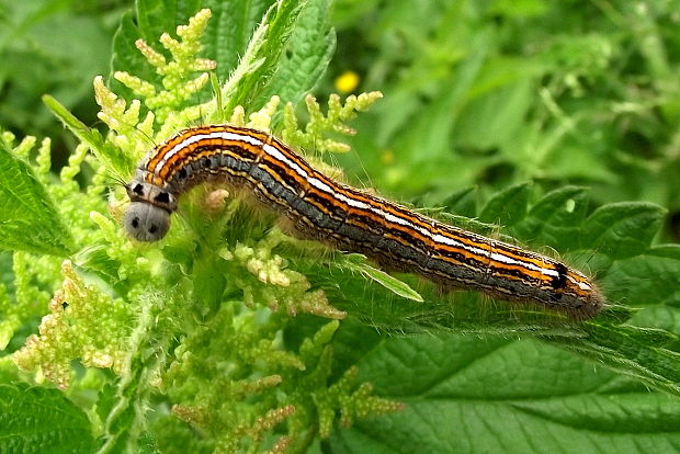 priadkovec obrúčkatý- húsenica Malacosoma neustria