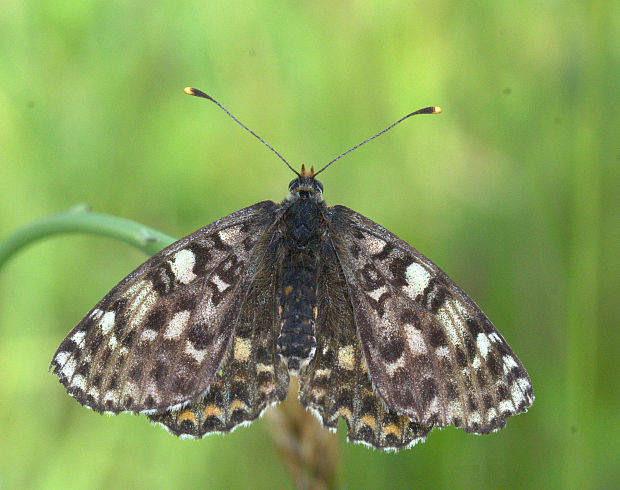 hnedáčik pyštekový Melitaea didyma