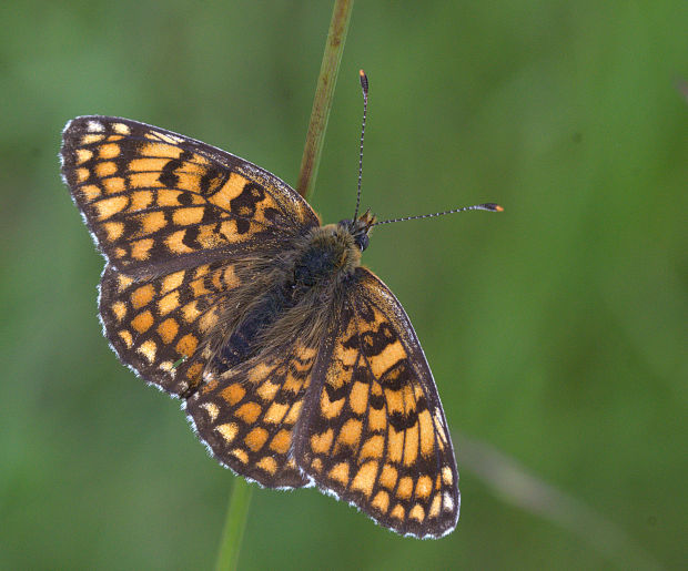 hnedáčik nevädzový Melitaea phoebe