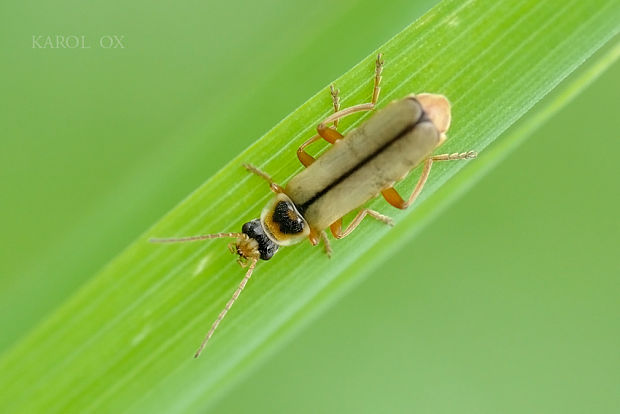 snehuľčík Metacantharis clypeata