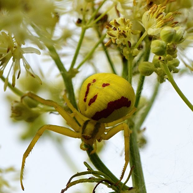 kvetárik dvojtvarý Misumena vatia