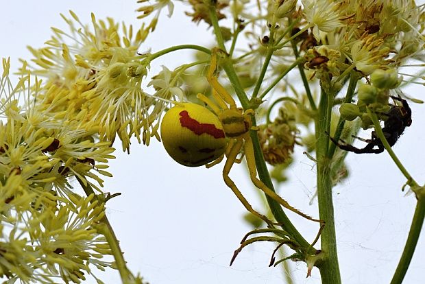 kvetárik dvojtvarý Misumena vatia