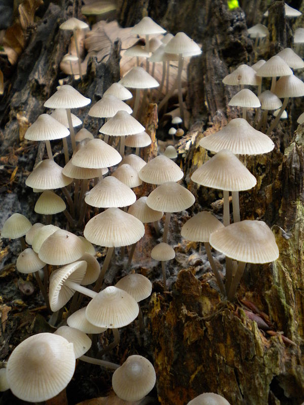 prilbička Mycena sp.