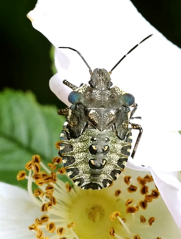 bzdocha červenonohá - nymfa Pentatoma rufipes, Linnaeus, 1758