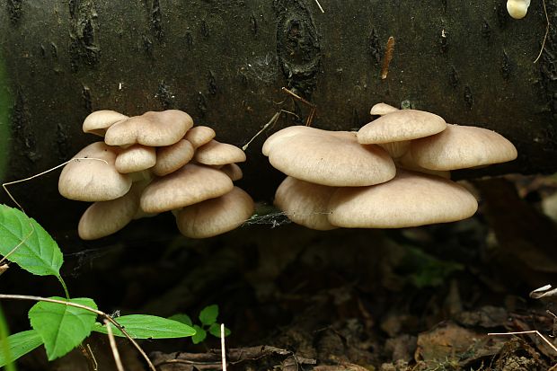 hliva buková Pleurotus pulmonarius (Fr.) Quél.