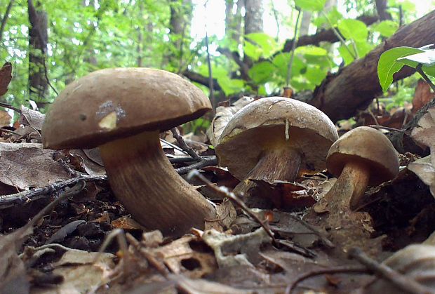 tmavohríb obyčajný Porphyrellus porphyrosporus (Fr. & Hök) E.-J. Gilbert