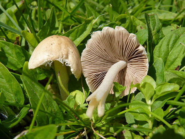 drobuľka Candolleova Psathyrella candolleana (Fr.) Maire