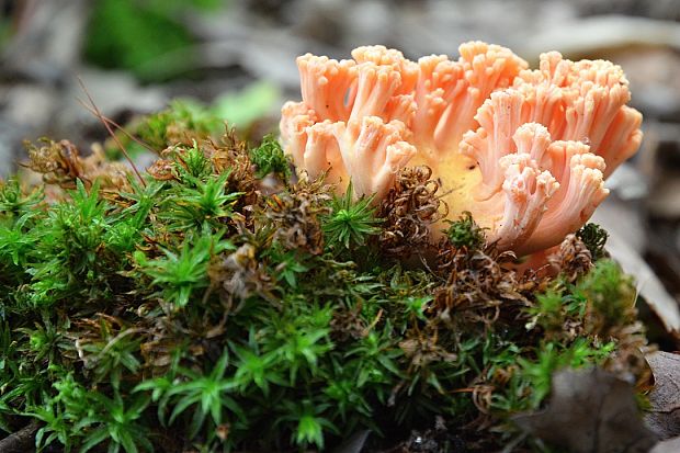 stapačka lososovoružová Ramaria subbtrytis