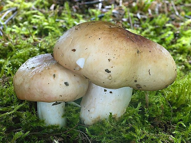 plávka blednúca Russula exalbicans (Pers.) Melzer & Zvára