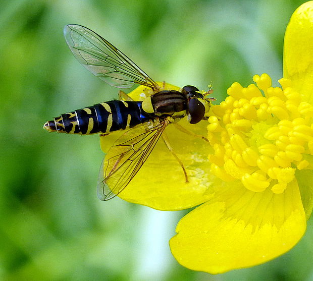 pestrica ♀ Sphaerophoria scripta L. 1758