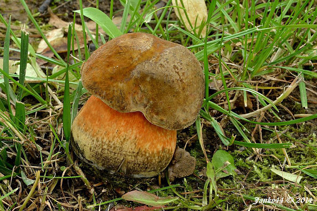 hríb zrnitohlúbikový Sutorius luridiformis (Rostk.) G. Wu & Zhu L. Yang