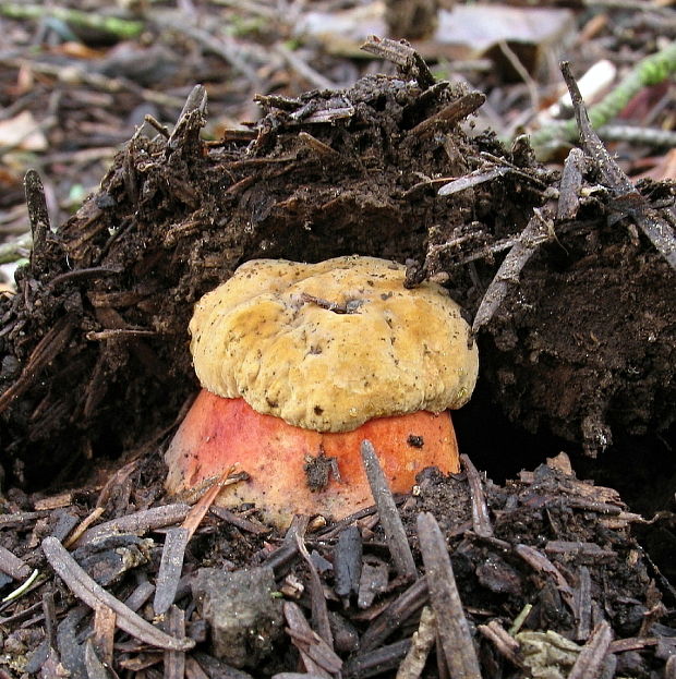 hríb zrnitohlúbikový Sutorius luridiformis (Rostk.) G. Wu & Zhu L. Yang