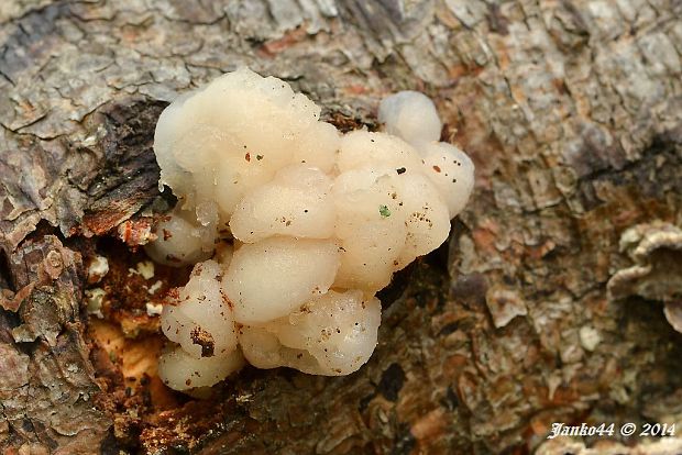 rôsolovka priesvitná Tremella encephala Willd.