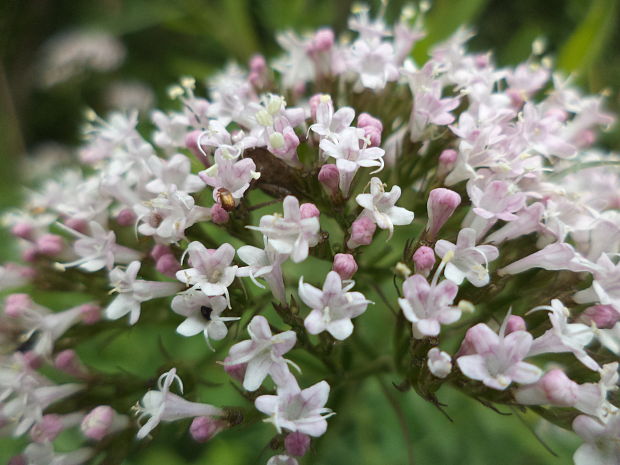 valeriana  Valeriana sp.