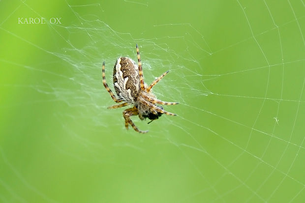 križiak Aculepeira ceropegia