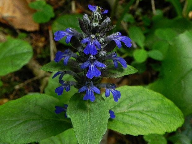 zbehovec ženevský Ajuga genevensis L.