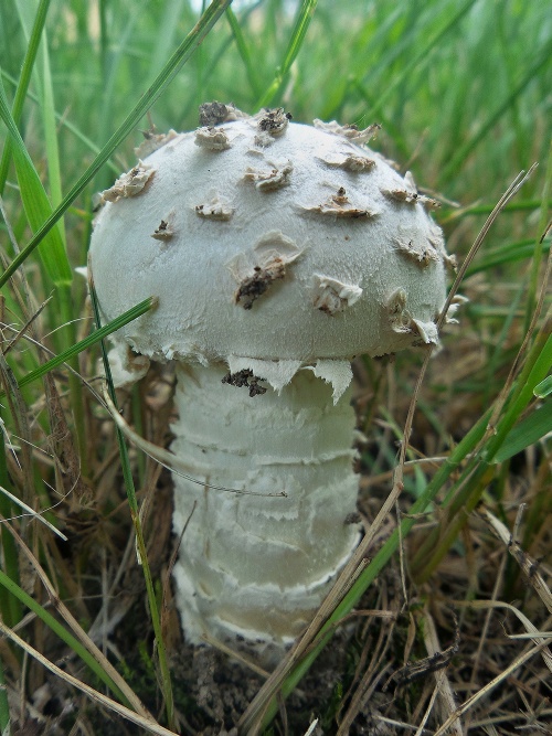 muchotrávka Vittadiniho Amanita vittadinii (Moretti) Vittad.