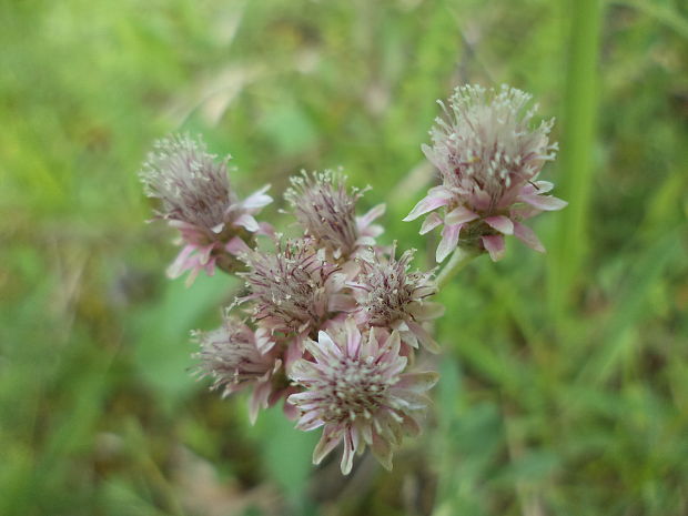 plešivec dvojdomý Antennaria dioica (L.) Gaertn.