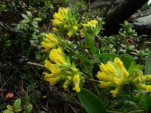 bôľhoj lekársky Anthyllis vulneraria L.