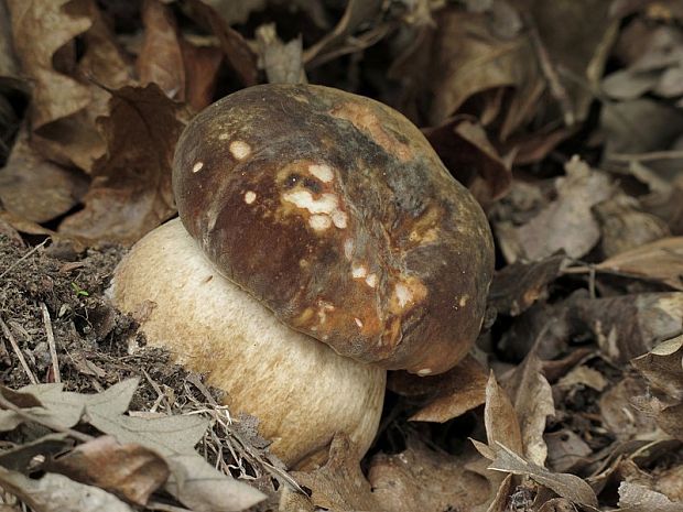 hríb bronzový Boletus aereus Bull. ex Fr.